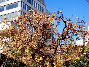 PC222451.JPG